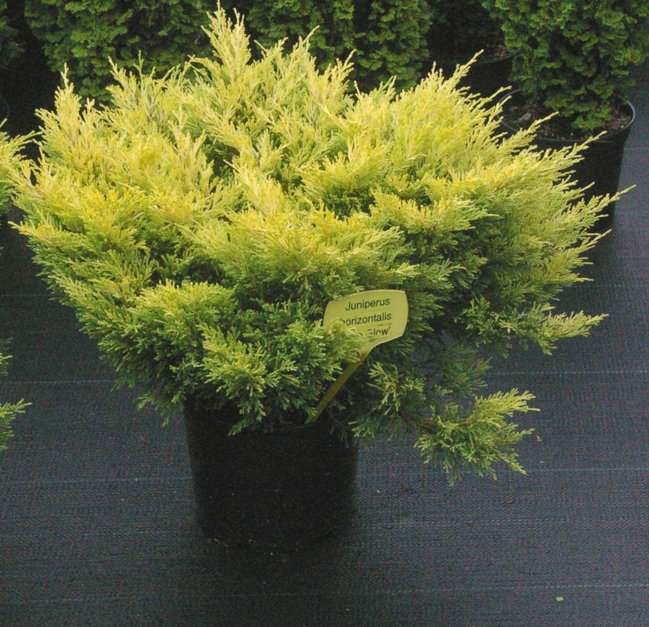 Juniperus horizontalis Limeglow