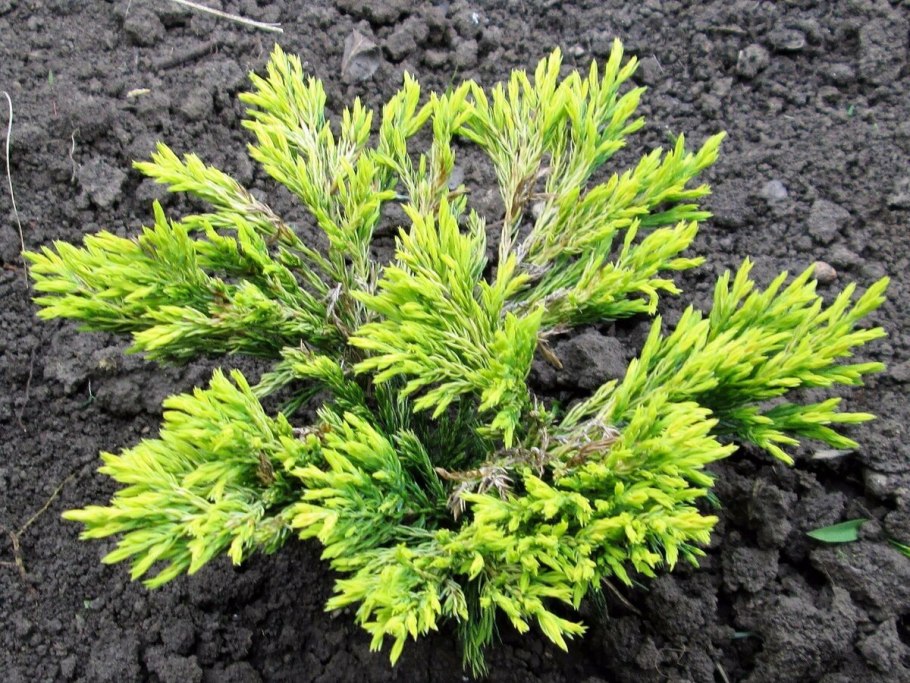 Можжевельник лайм Глоу зимой