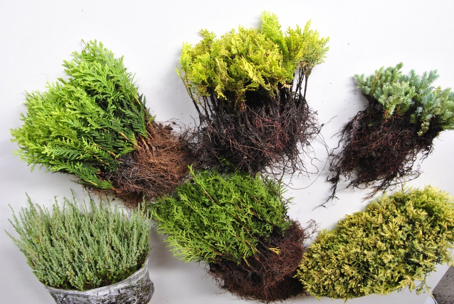 Можжевельник горизонтальный лайм Глоу