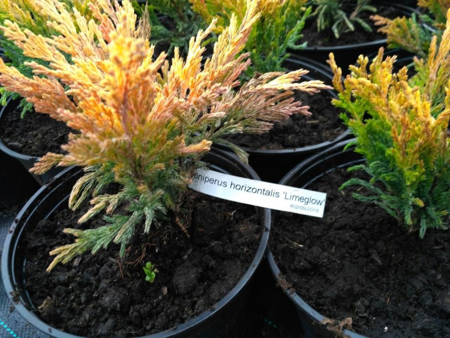 Можжевельник горизонтальный желтый на белом фоне