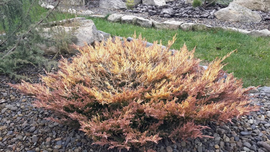 Можжевельник средний лайм Глоу