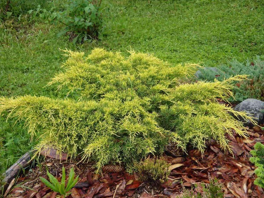 Juniperus horizontalis Limeglow