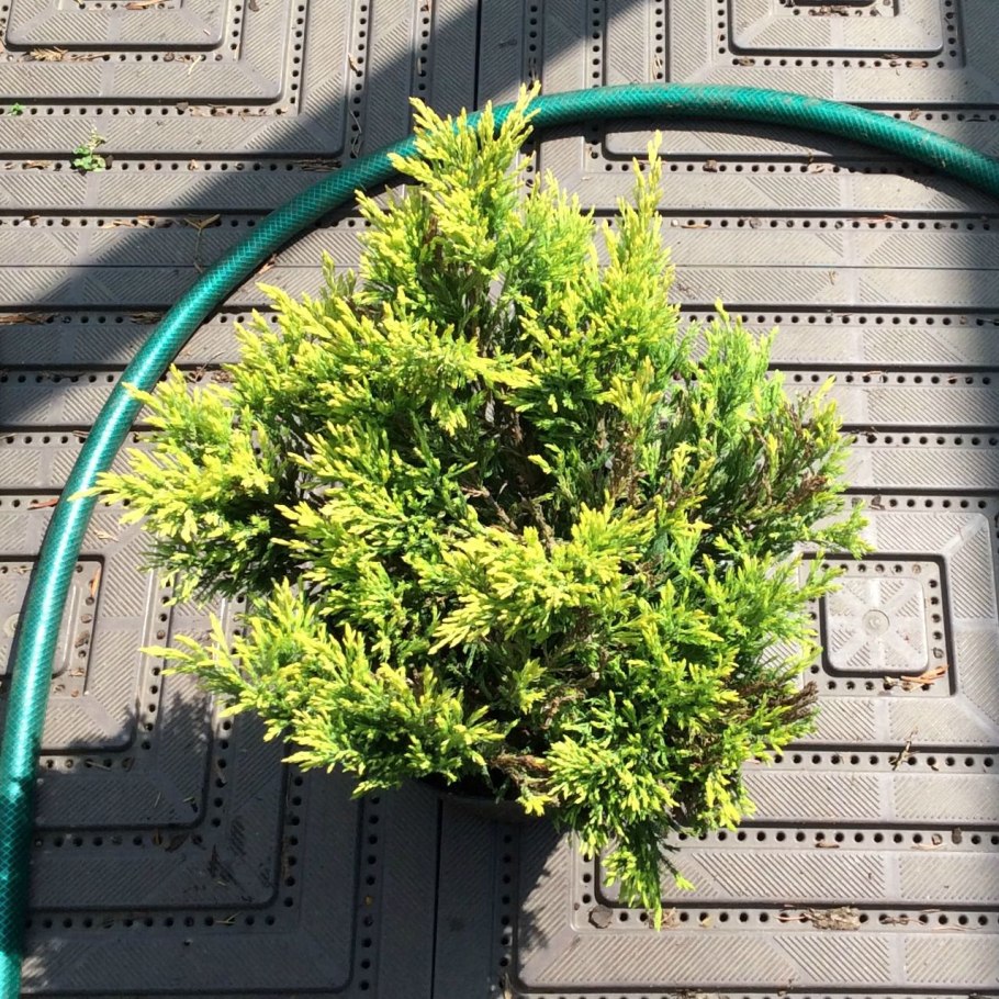 Juniperus horizontalis golden carpet