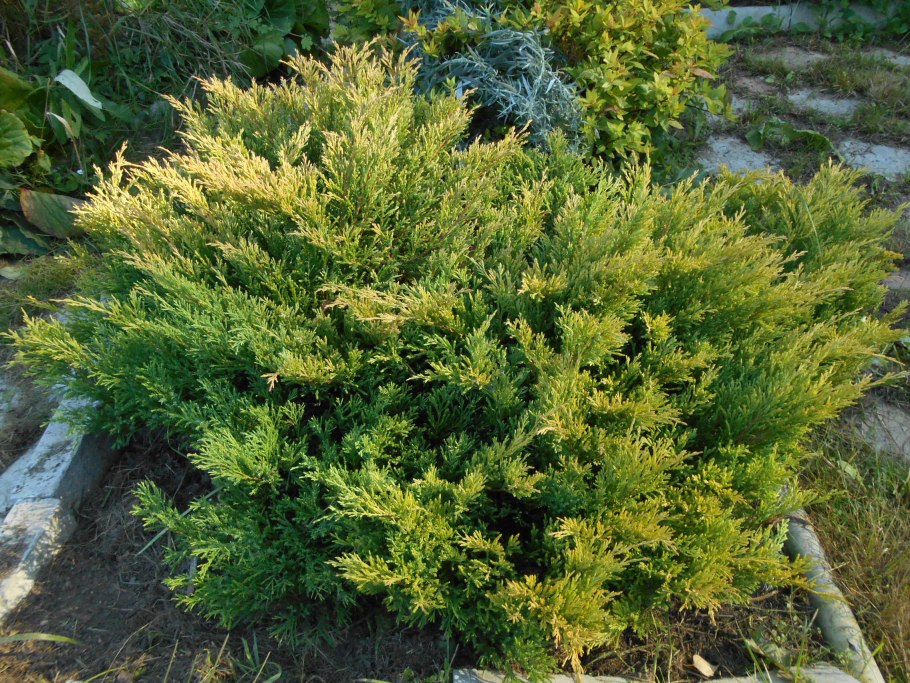 Можжевельник горизонтальный Лаймглоу