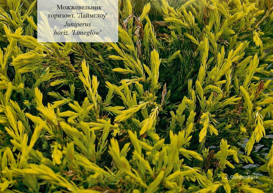 Можжевельник горизонтальный лайм Глоу