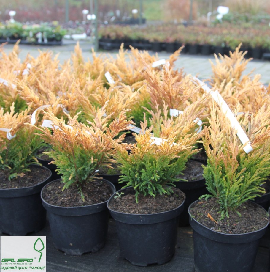 Сосна Горная Грин Тауэр