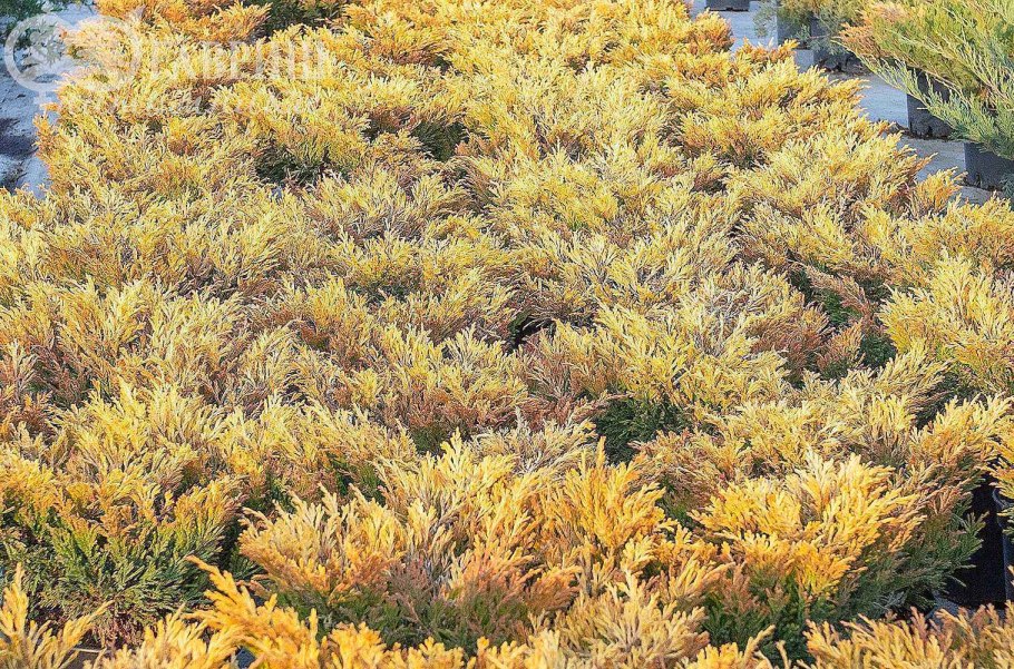 Можжевельник кащацкийспирея