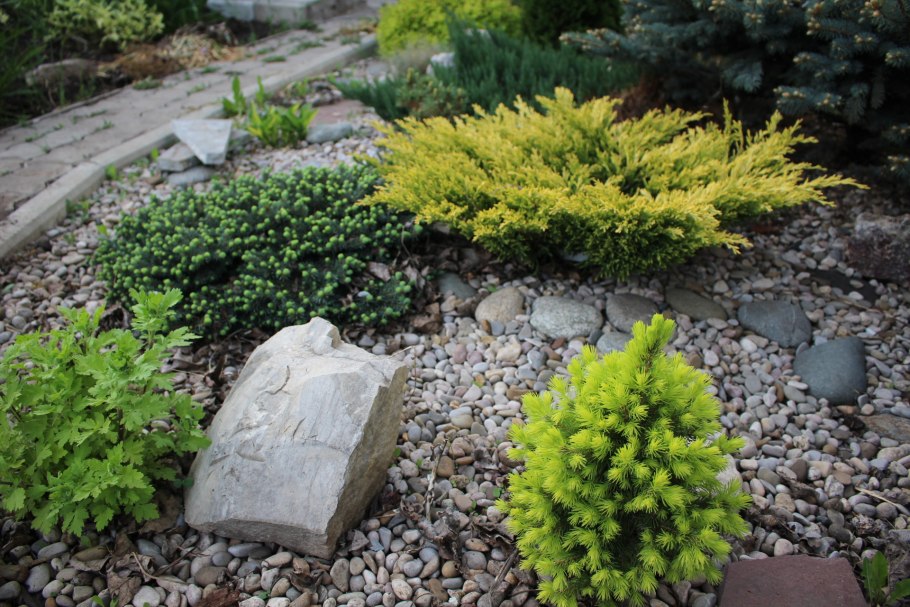 Можжевельник лайнглоу