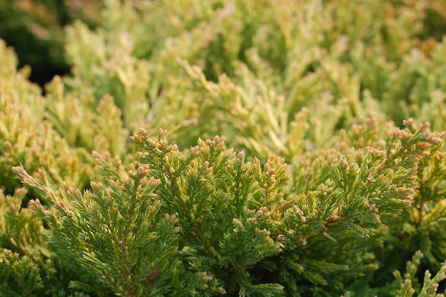 Можжевельник горизонтальный лайм Глоу