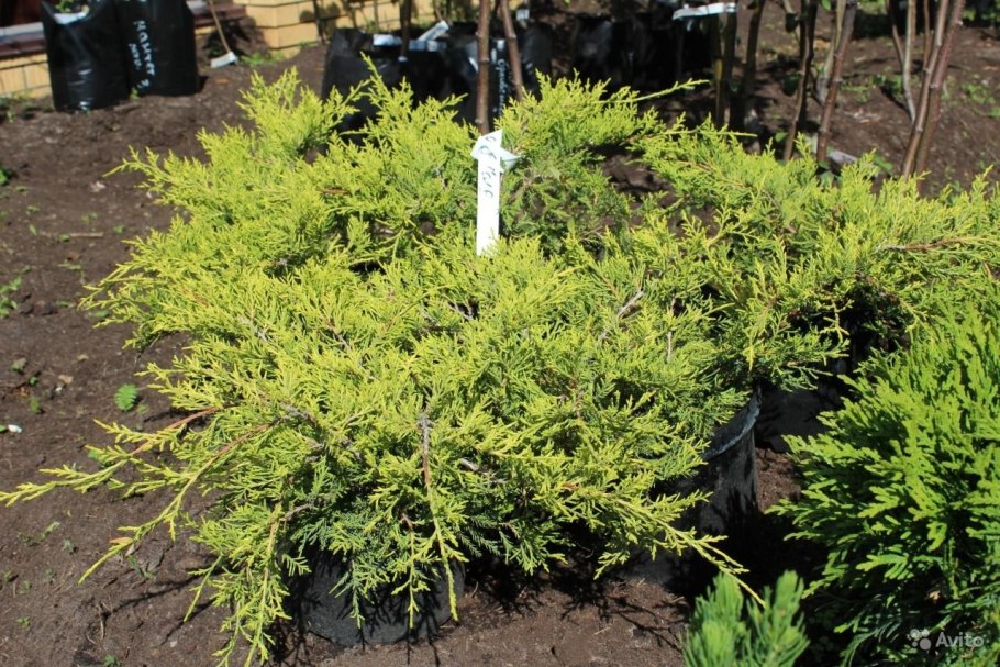 Можжевельник средний gold star