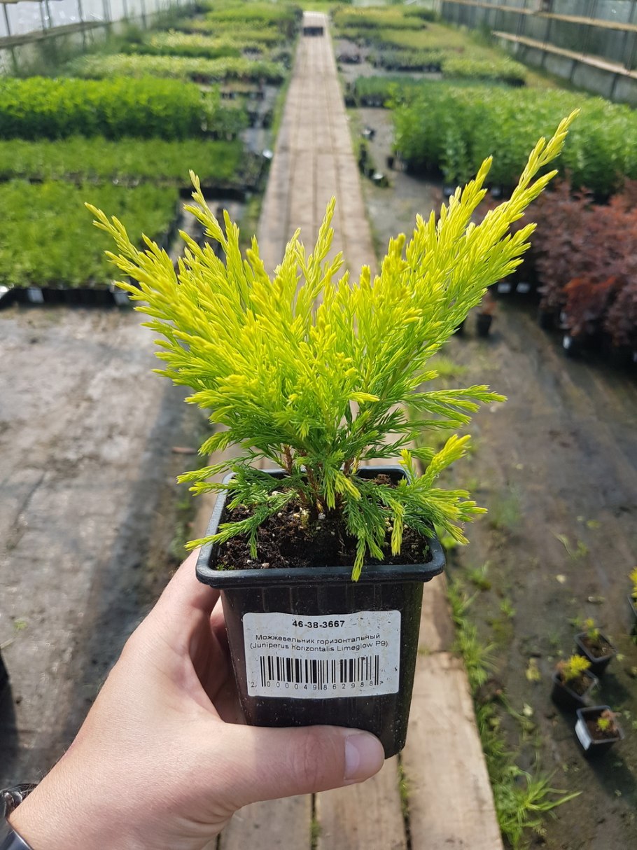 Можжевельник Limeglow