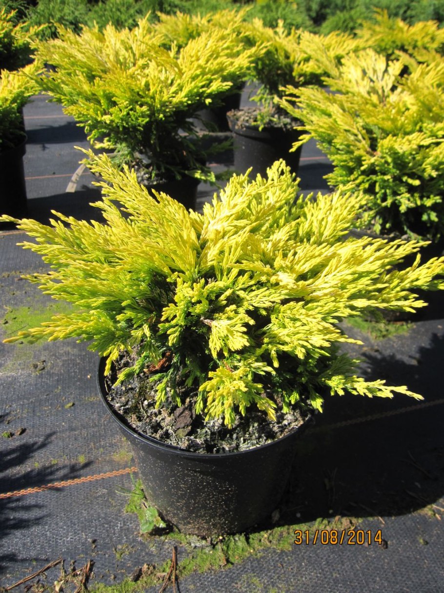 Можжевельник горизонтальный Limeglow