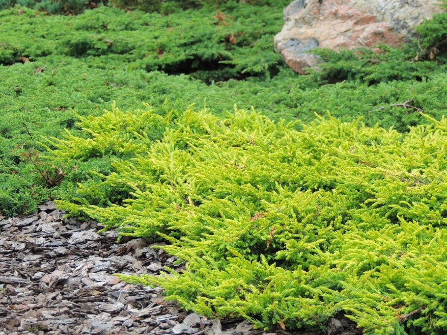 Можжевельник горизонтальный лайм Глоу