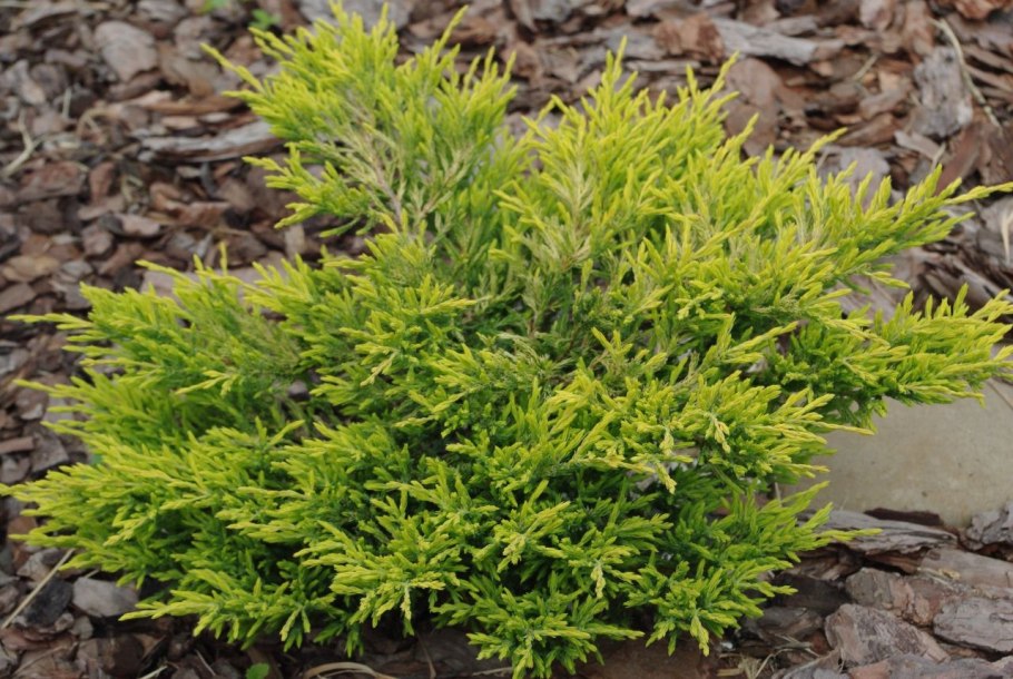 Туя лайм Глоу