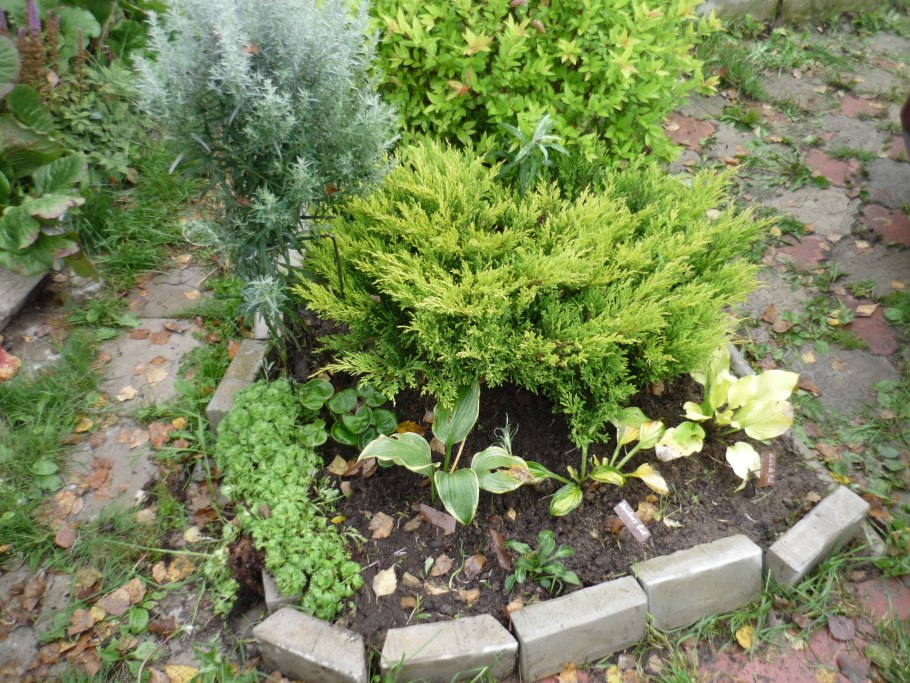 Можжевельник горизонтальный лайм Глоу