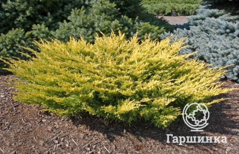 Можжевельник горизонтальный лайм Глоу