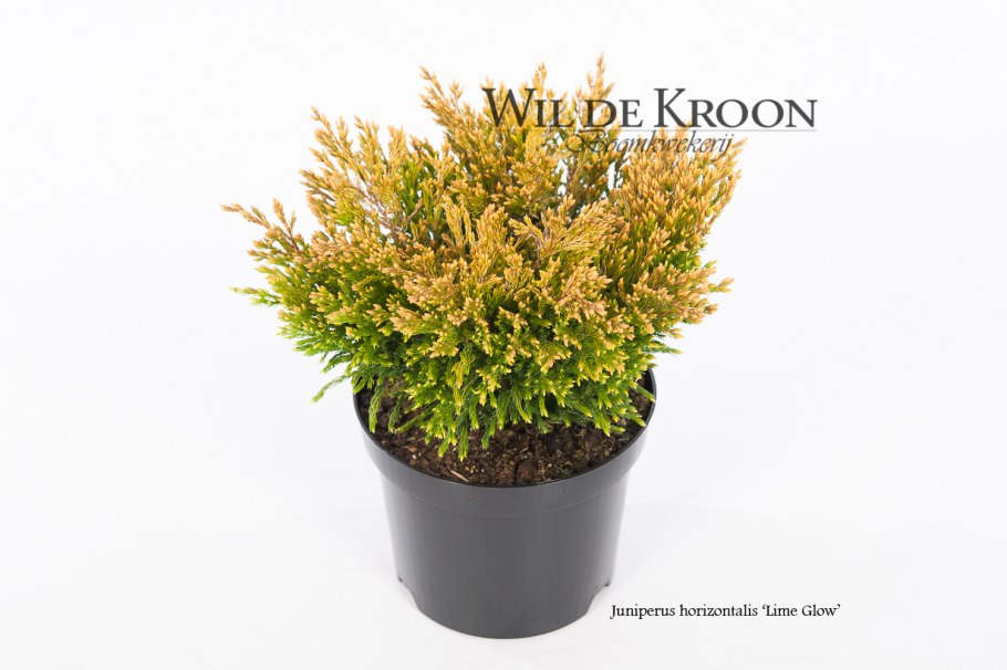 Совместимость с можжевельника лайм Глоу