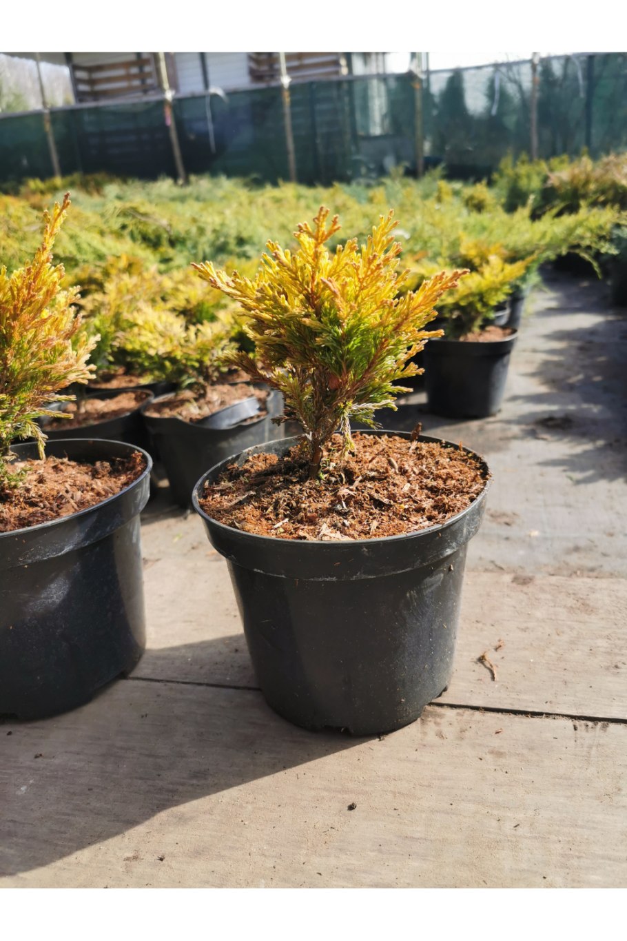 Можжевельник горизонтальный limeglow