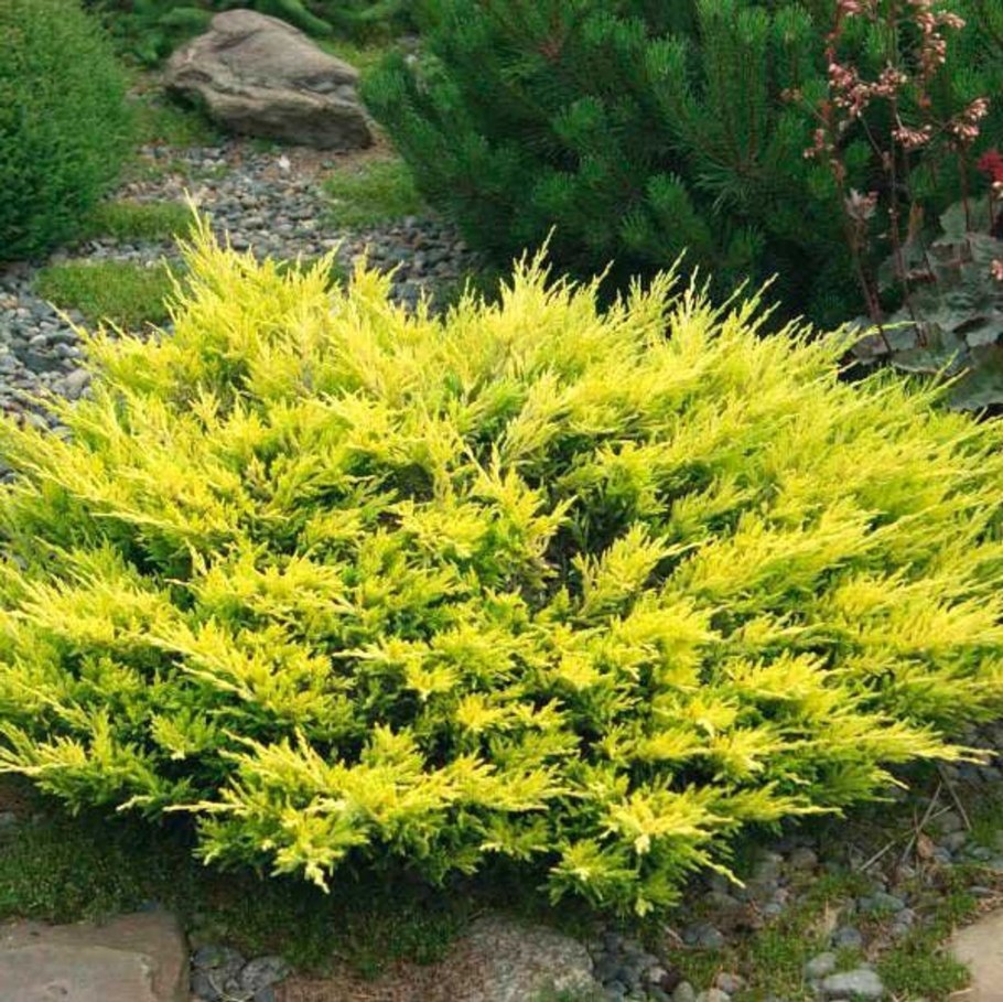 Juniperus horizontalis prostrata