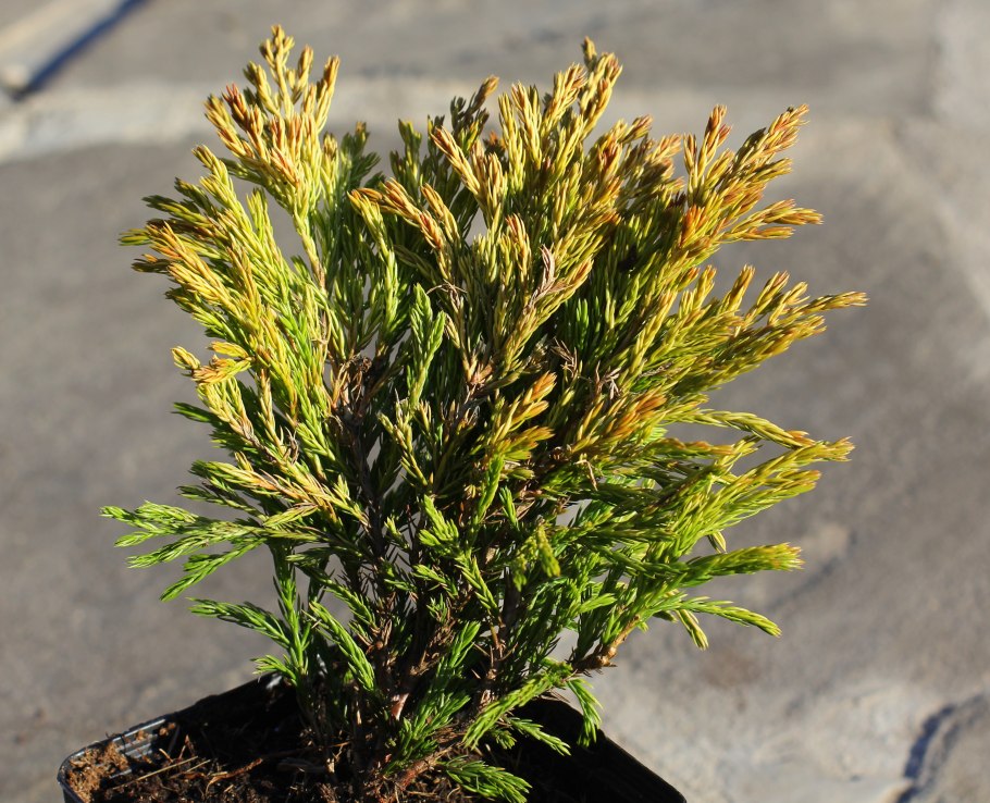 Можжевельник Горизонт. Лайм Глоу