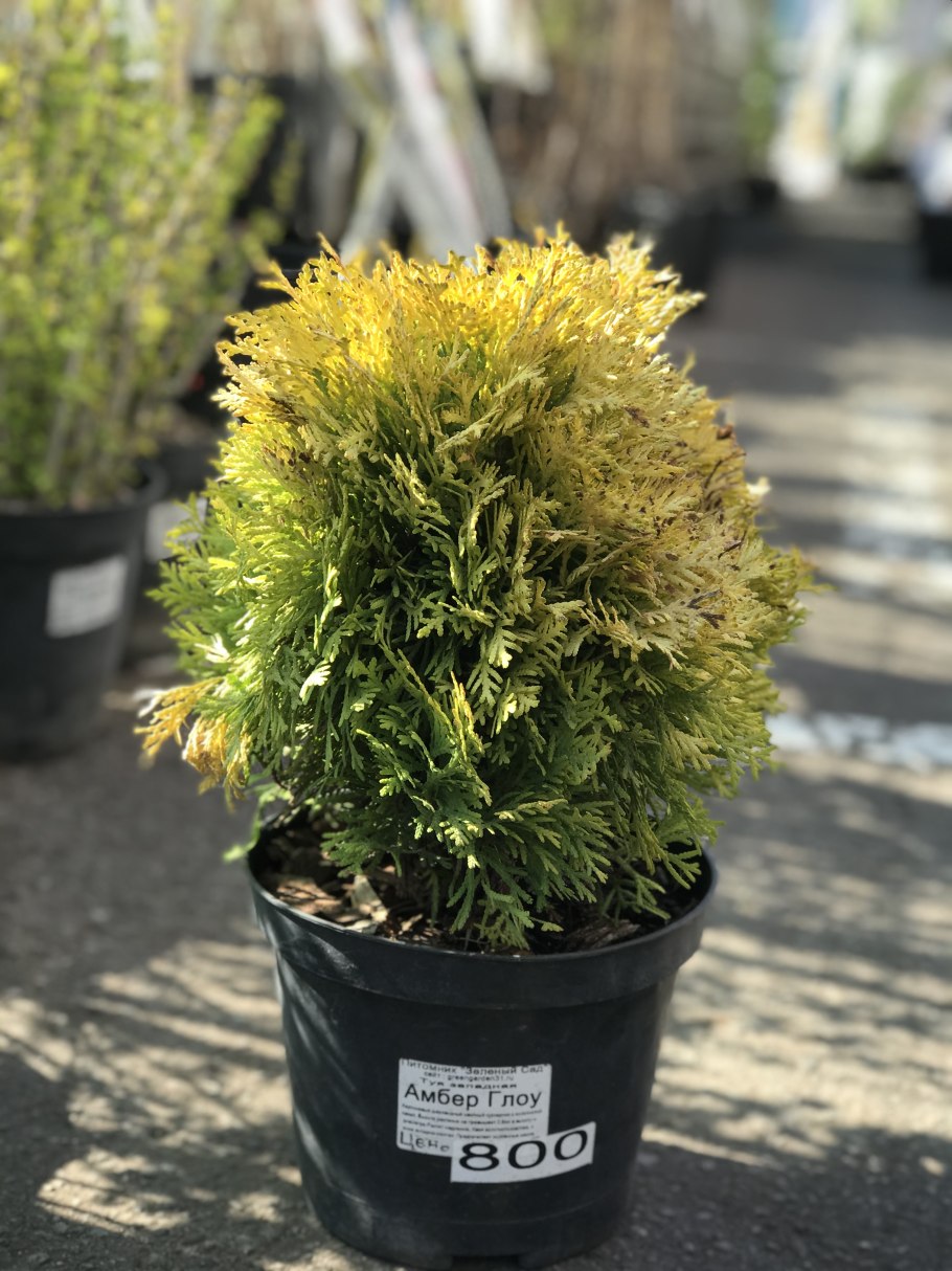 Можжевельник горизонтальный лайм Глоу