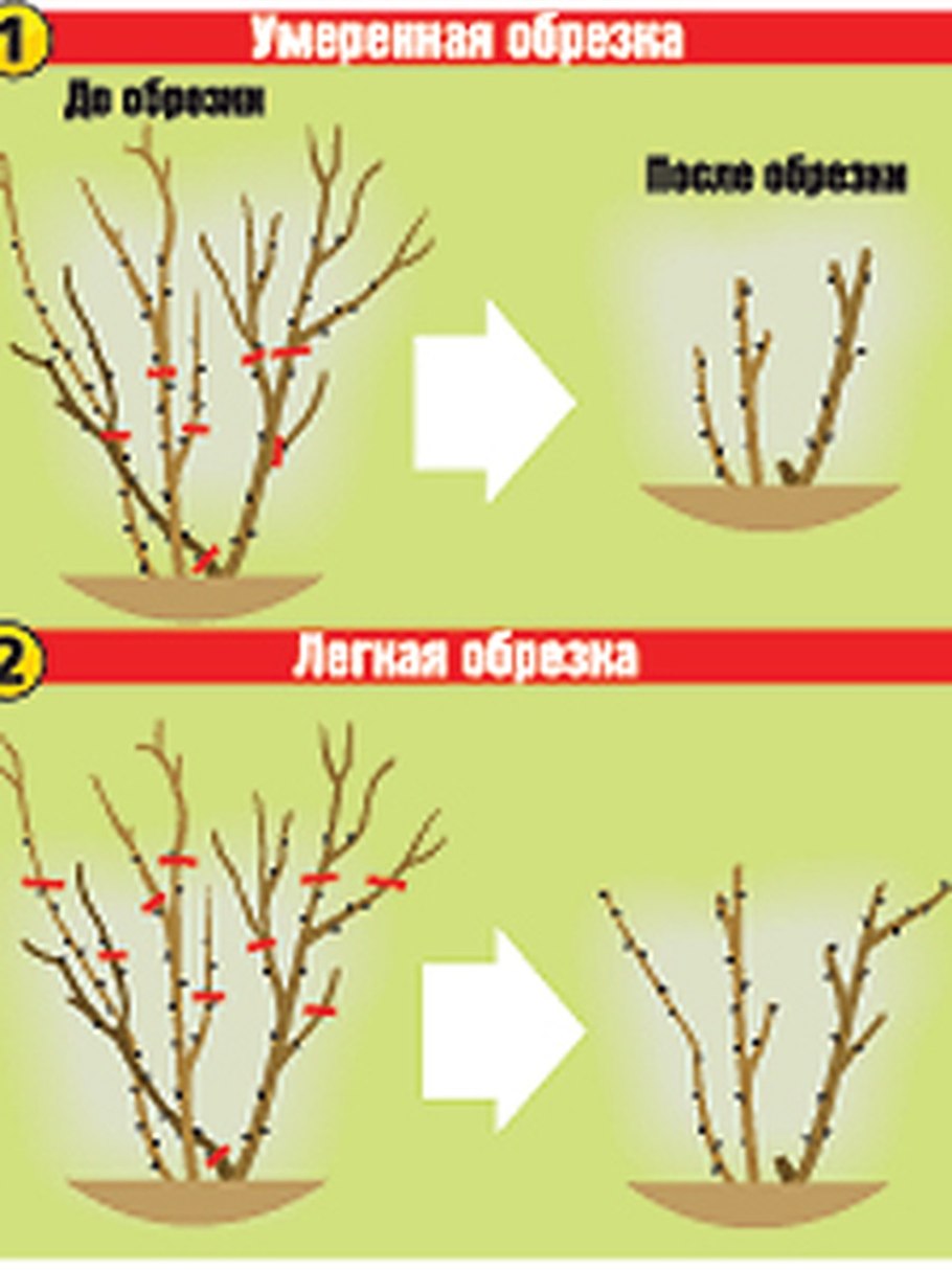 Черенкование Перовский летом
