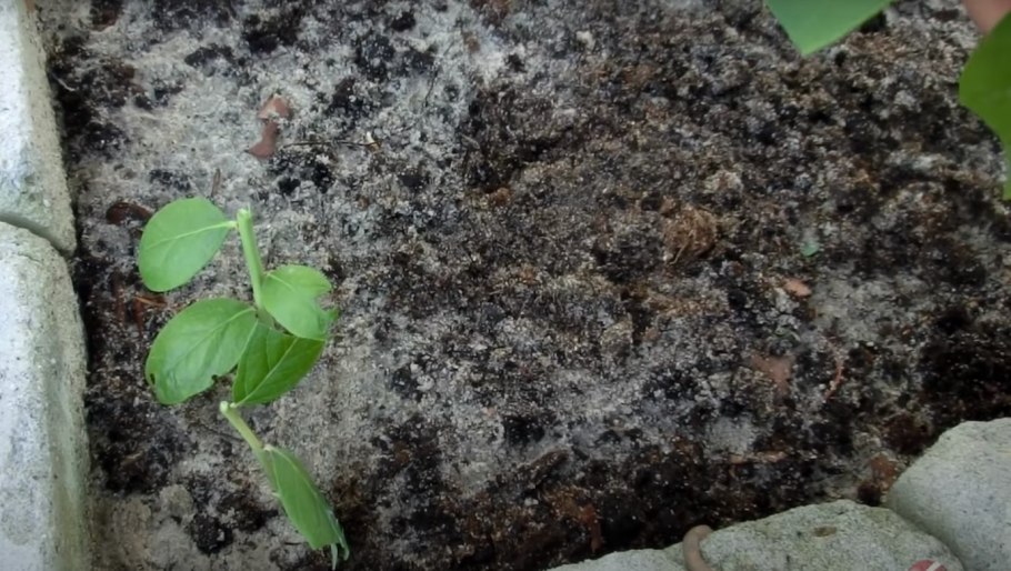 Размножение голубики садовой