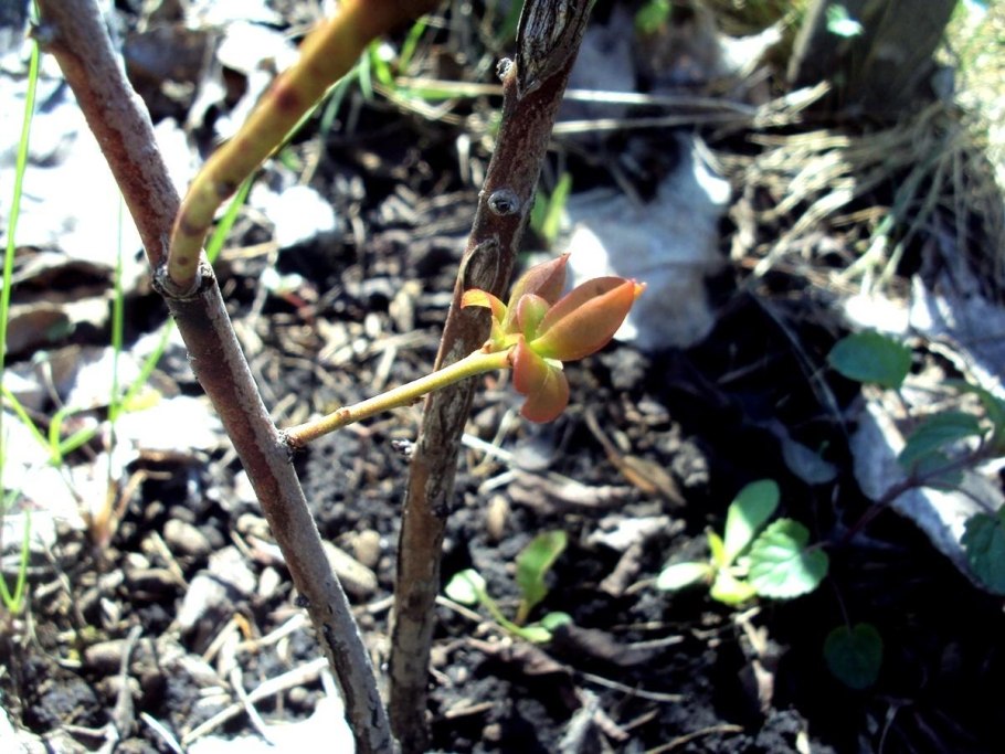 Схема выращивания плодовых саженцев