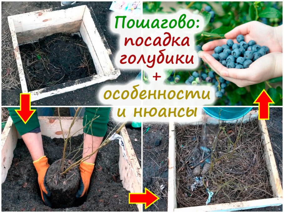 Клюква на грядке