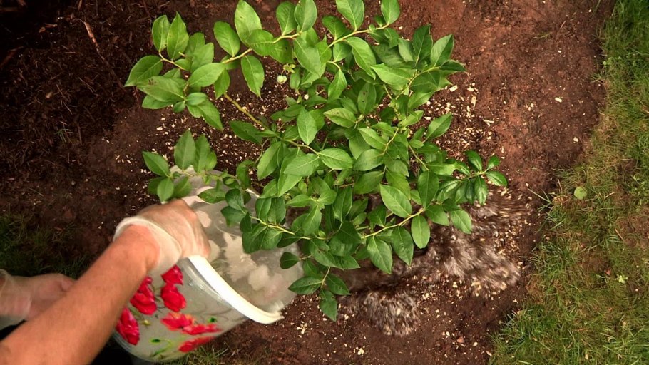 Обрезка ремонтантной малины весной