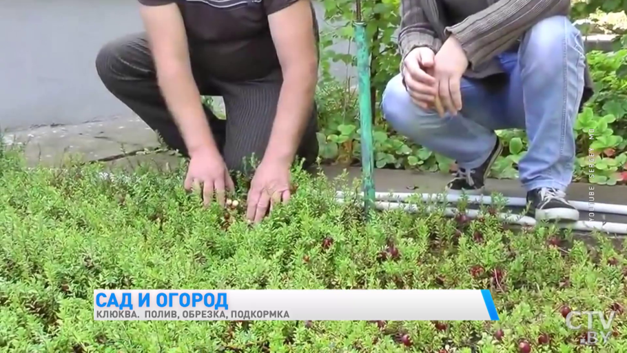 Черенкуем туи