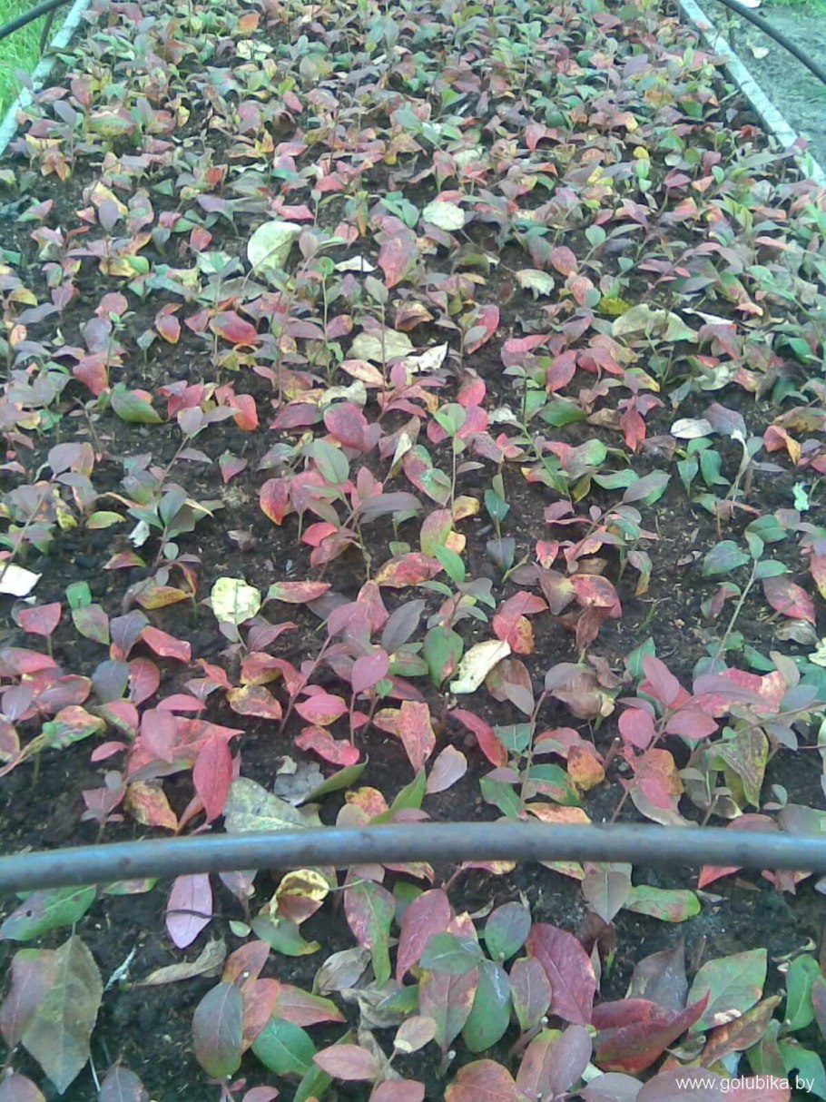 Пригибание ежевики