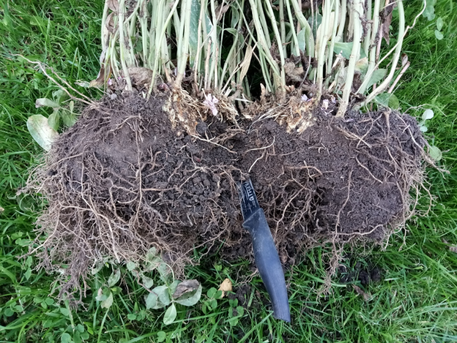 Голубика Садовая посадка весной