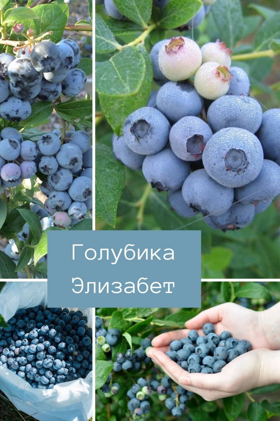 Отводки голубики