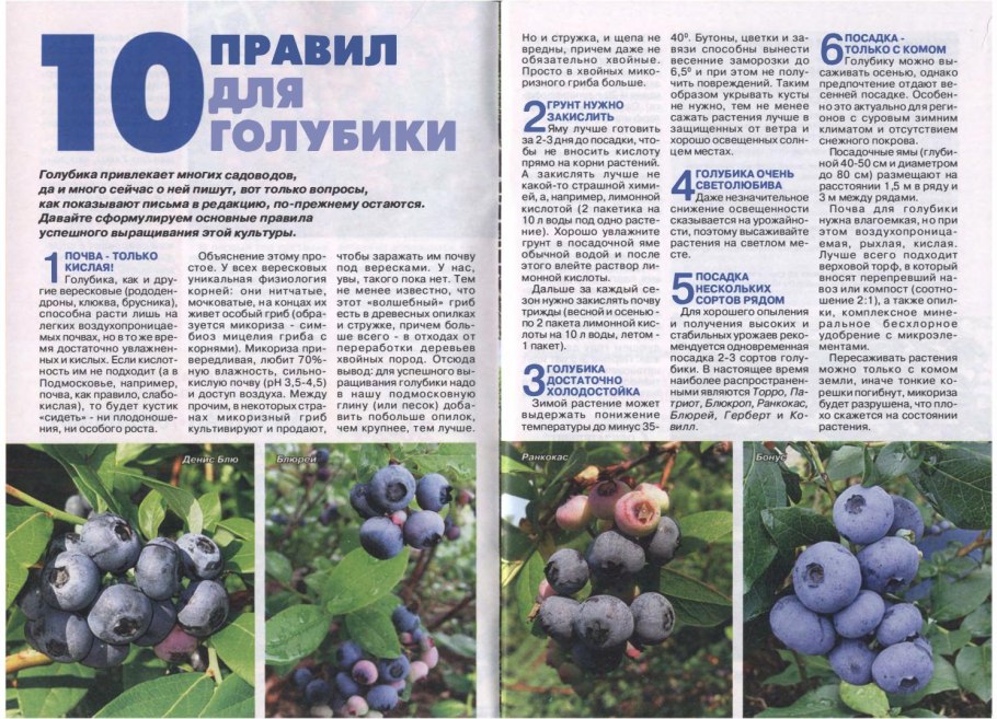 Голубика Элизабет