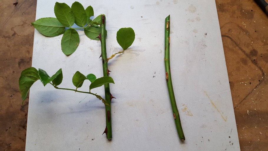 Голубика Садовая подвязка