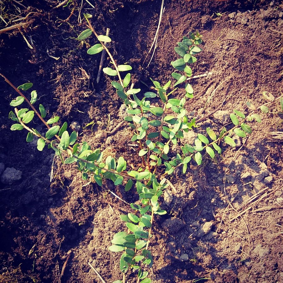 Черенок розы флорибунда