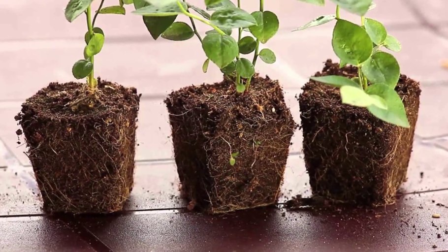 Схема посадки голубики высокорослой