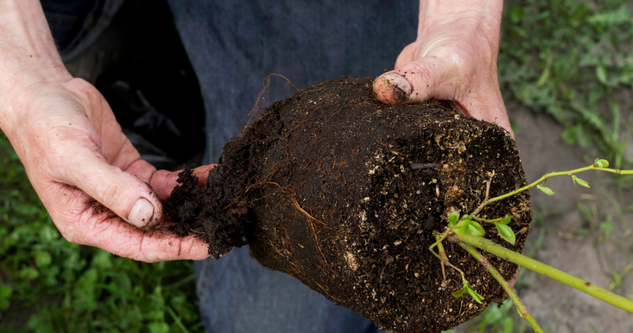 Корни гортензии метельчатой