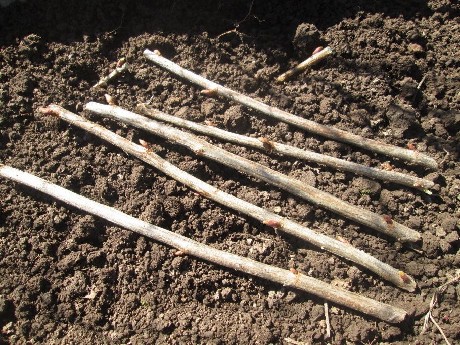 Подвой СВГ 11-19 купить