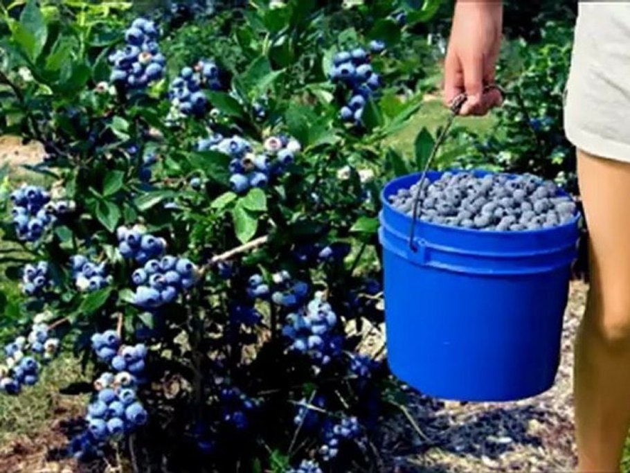 Сроки посадки деревьев и кустарников