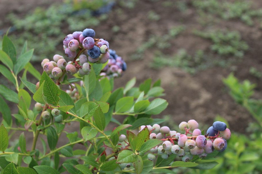 Голубика и черника размер
