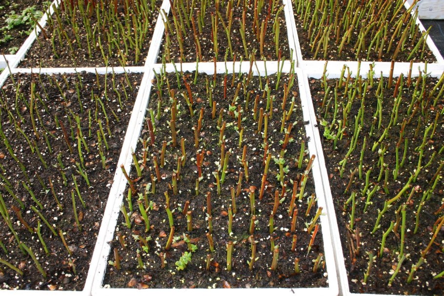 Размножение голубики