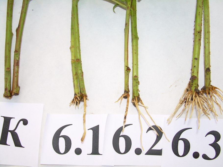 Бордюр для голубики