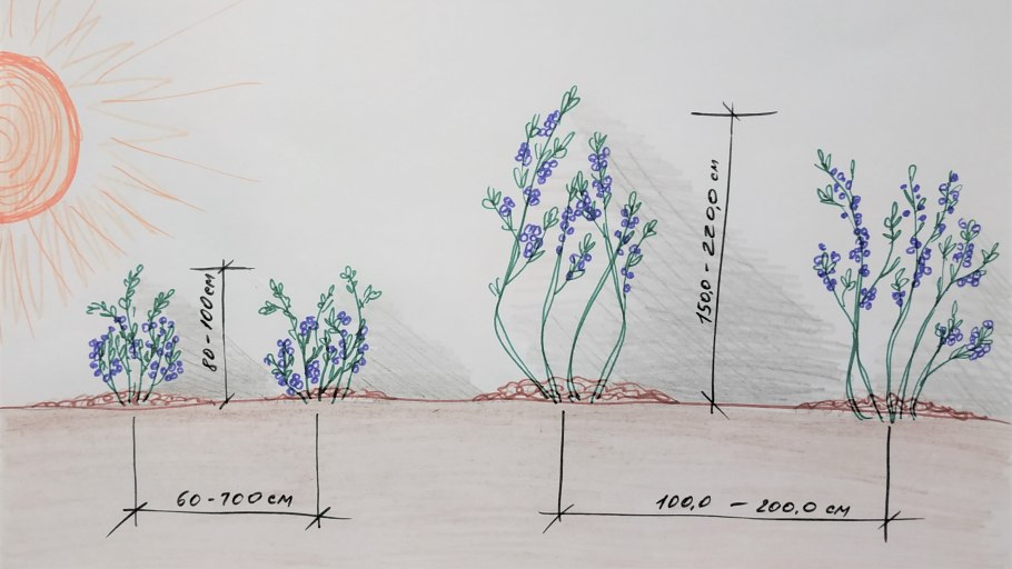 Кильчевание черенков гортензии