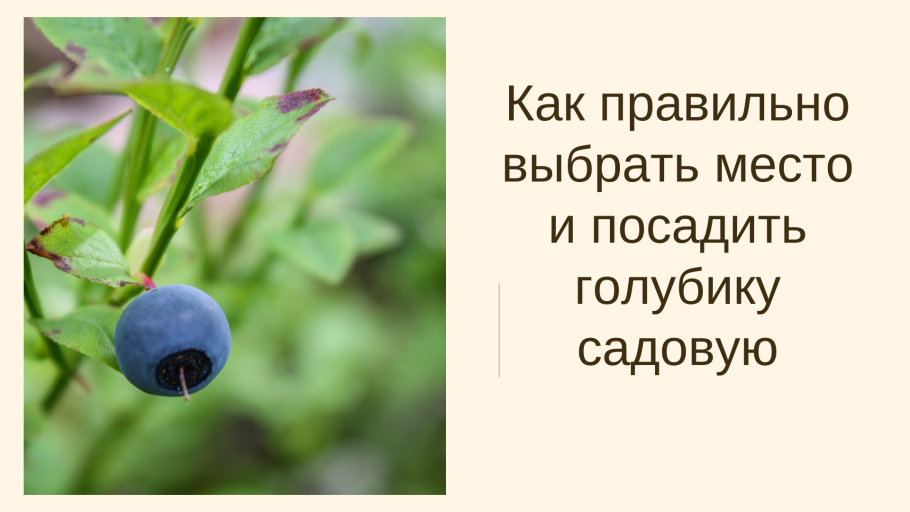 Уход за голубикой весной в Подмосковье