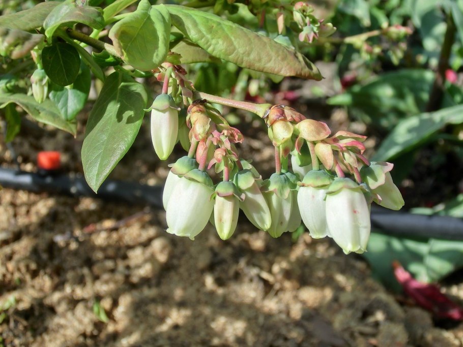 Посадка винограда весной саженцами