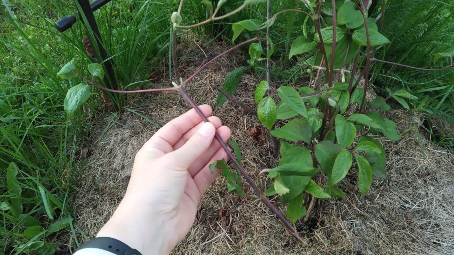 Противовоспалительные продукты