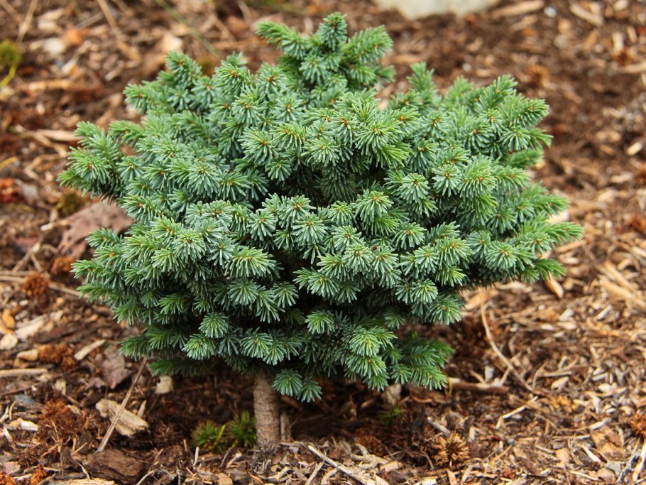 Picea Mariana 'pumila'