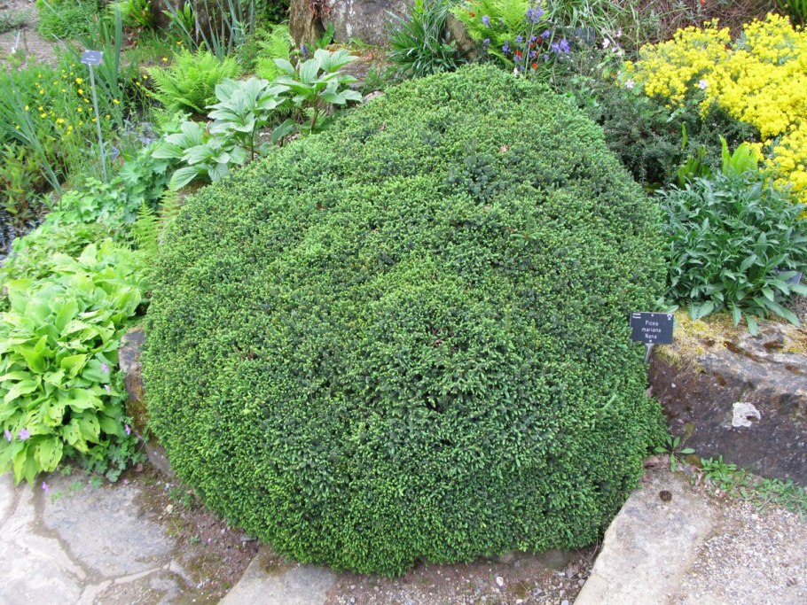 Ель Мариана Нана